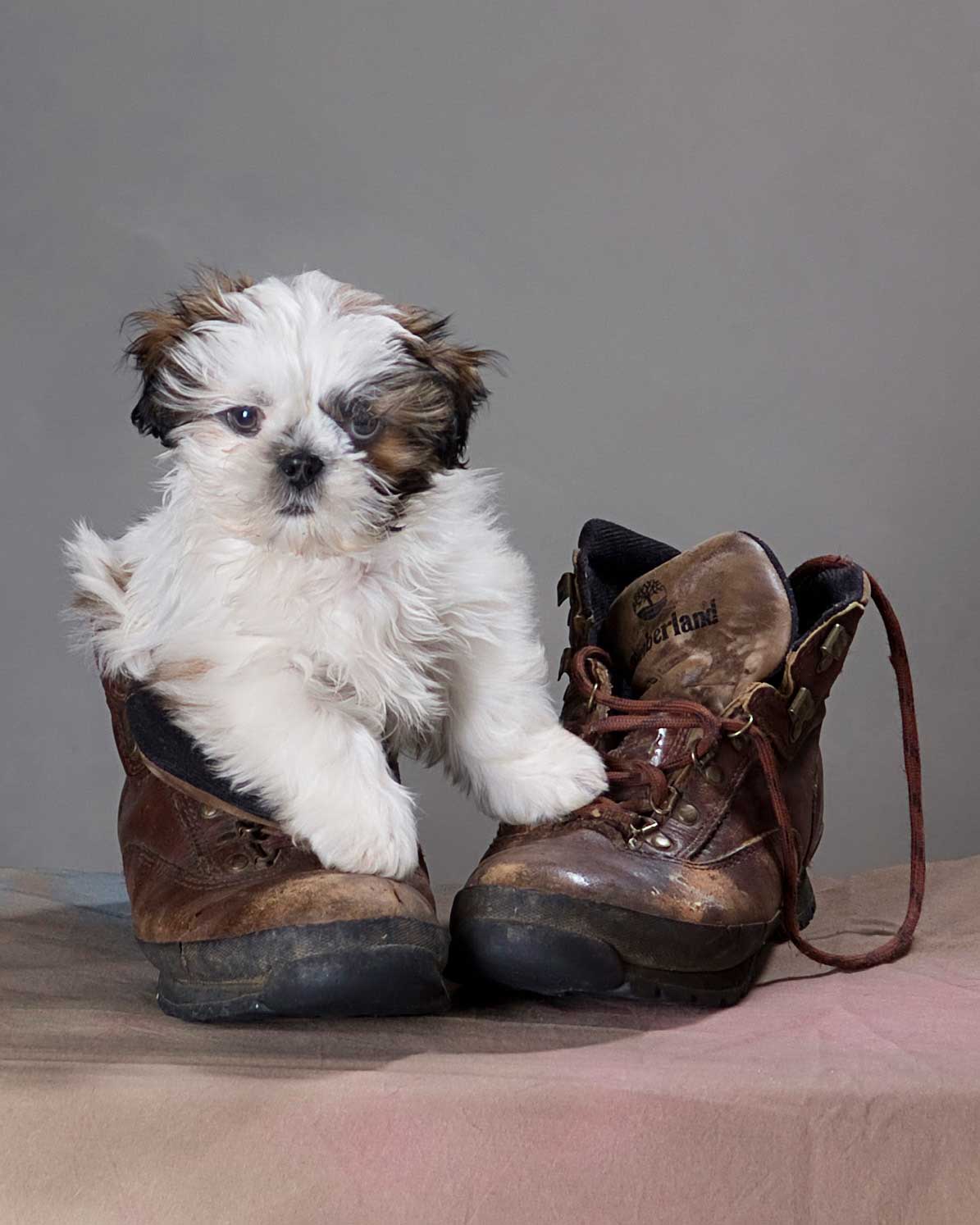 dog in boot photo