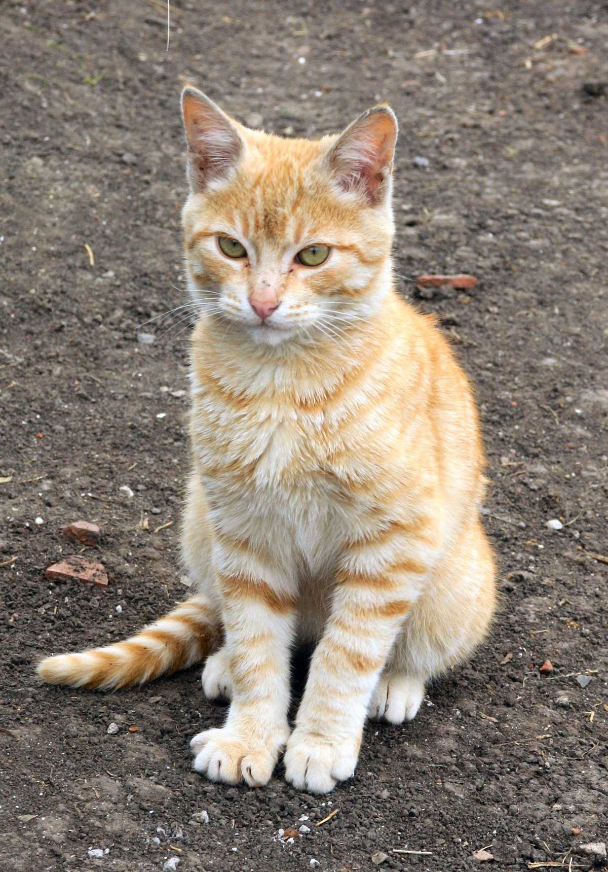photo orange cat